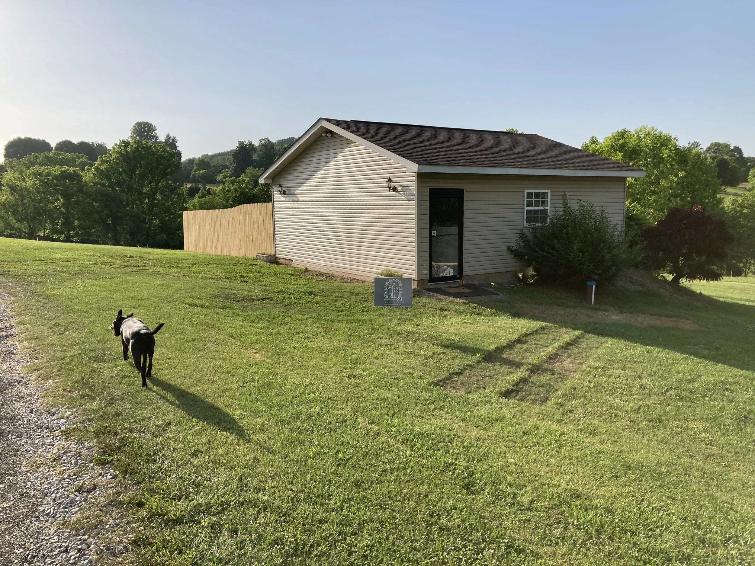 Doggy Boarding Dog Groomers Doggy Daycare Magical Mutts