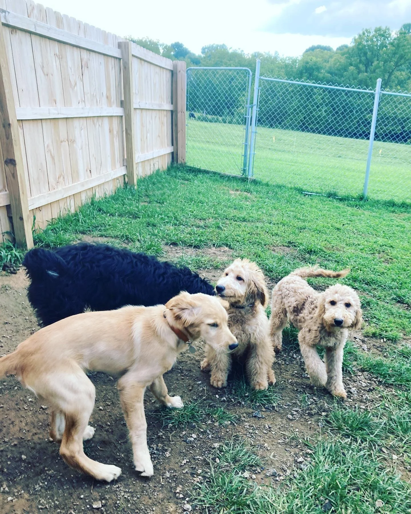 Doggy Boarding Dog Groomers Doggy Daycare Magical Mutts