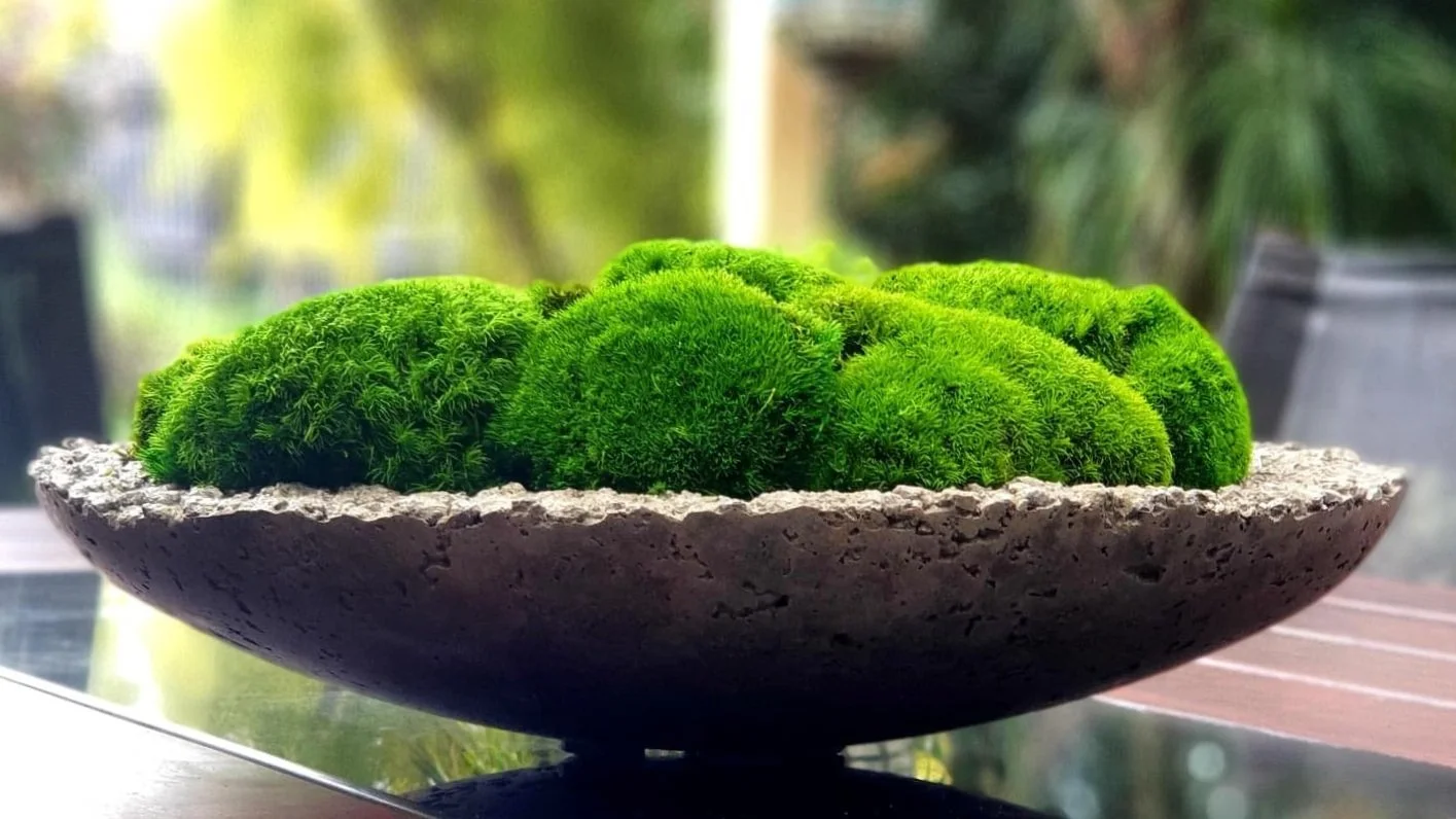 Melbourne Moss Bowls
