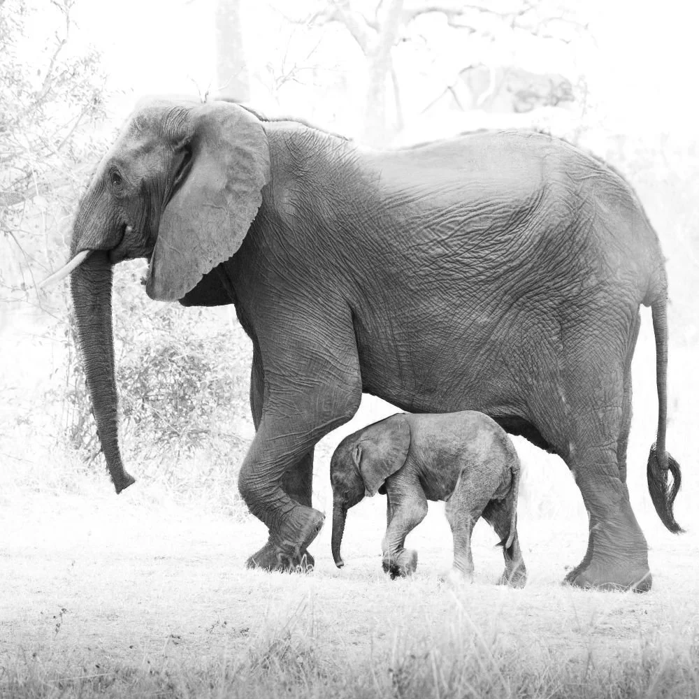Elephant & Baby.jpg