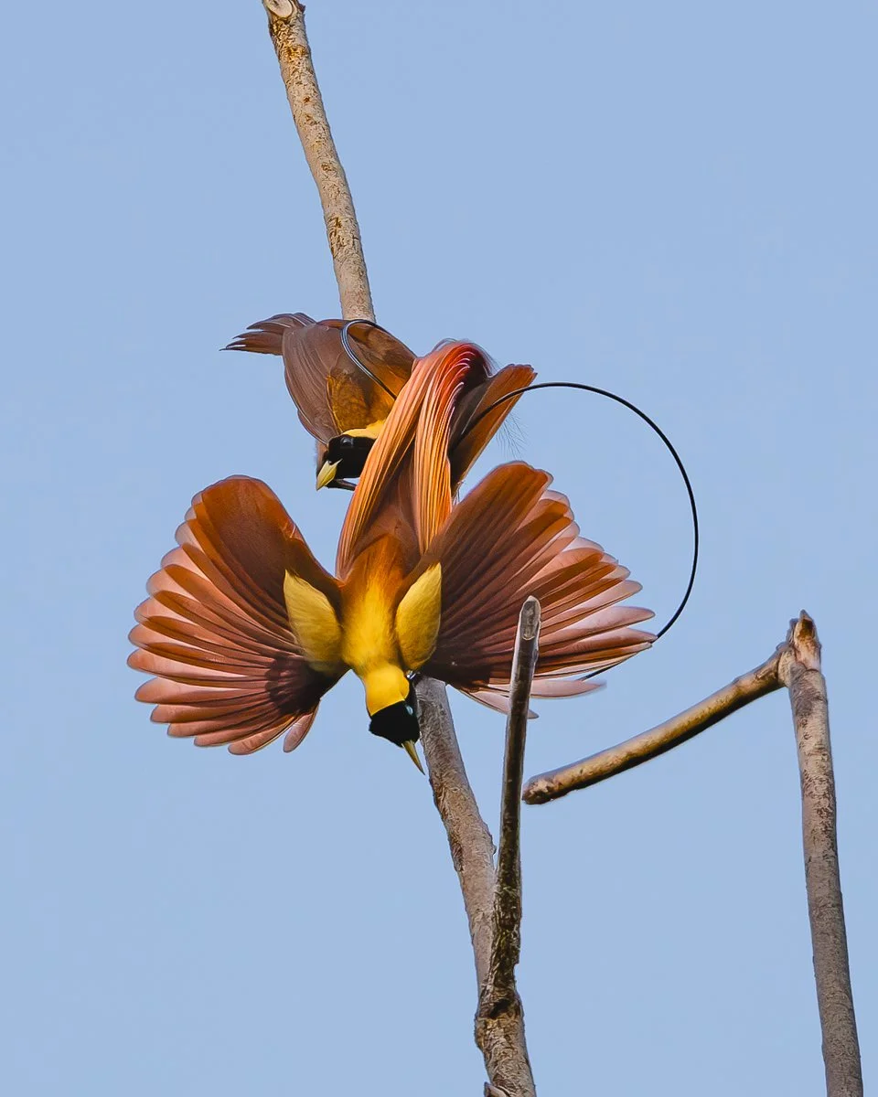 RED BIRD OF PARADISE - ROSIE JUNEK - PRINT