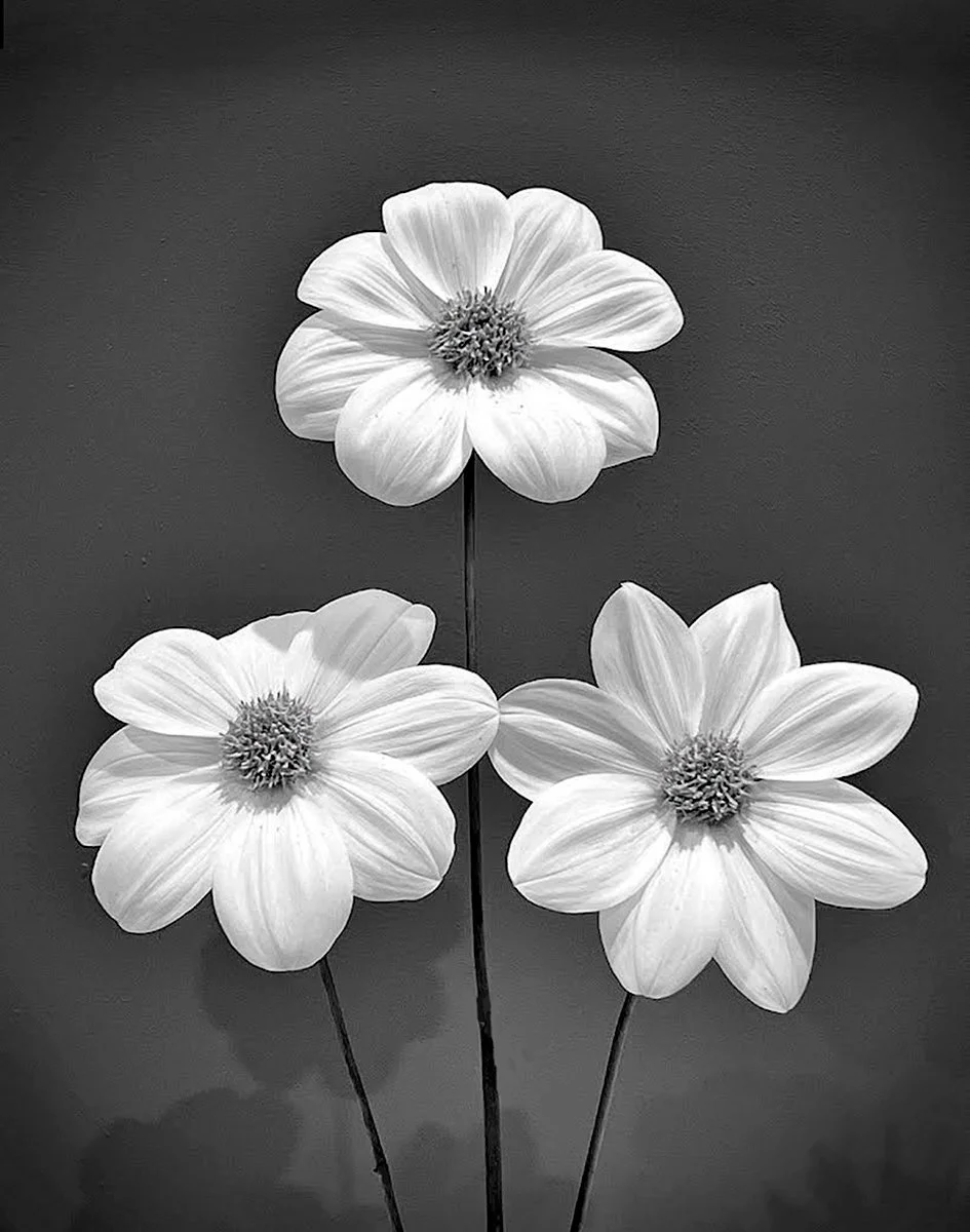 DAHLIAS - ANDY GEORGIOU - PRINT