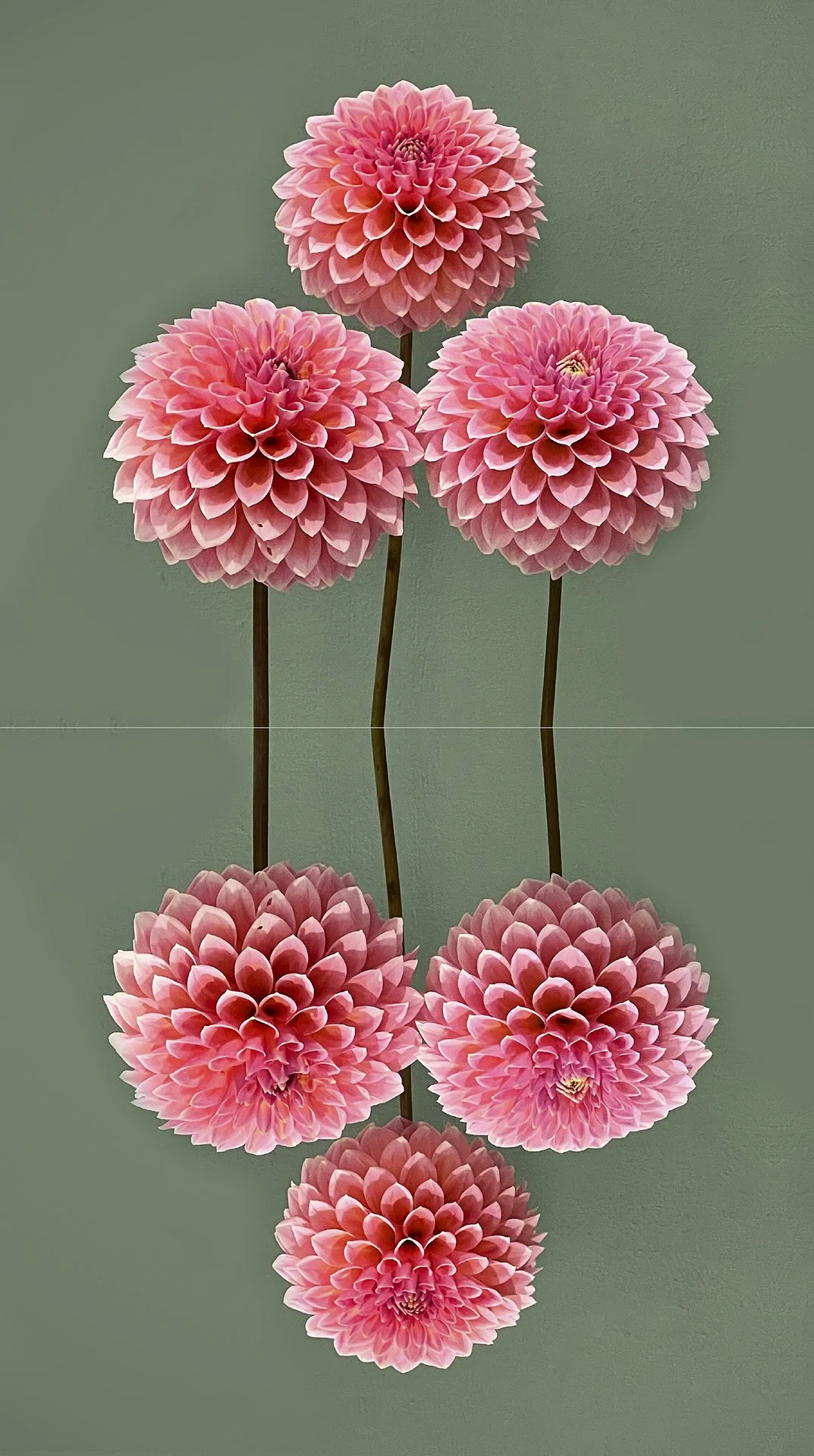 3 DAHLIAS -  ANDY GEORGIOU - PRINT
