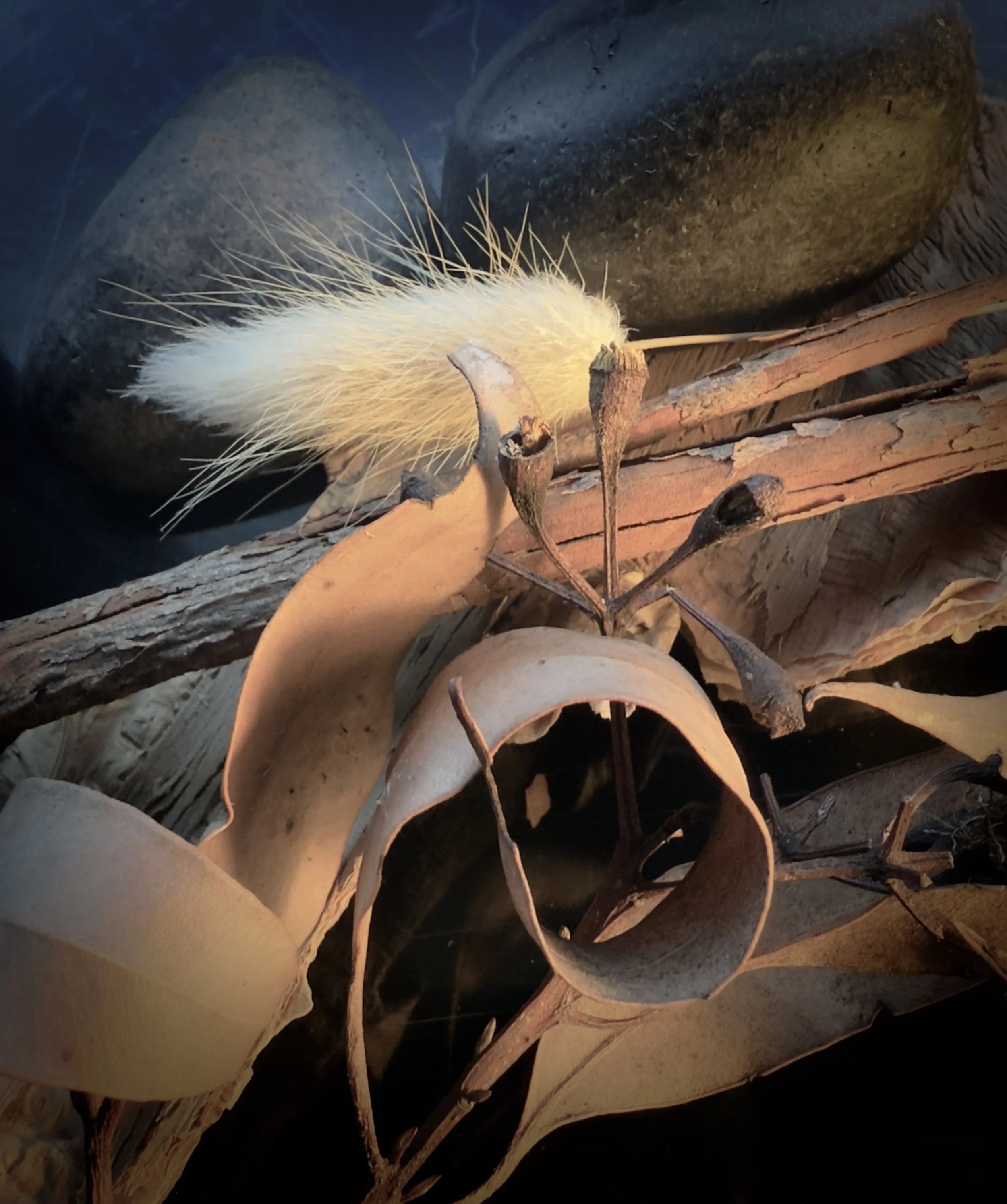 EARTH SERIES #8 BUSHFINDINGS -  DEIRDRE  MELLIS POP 2025