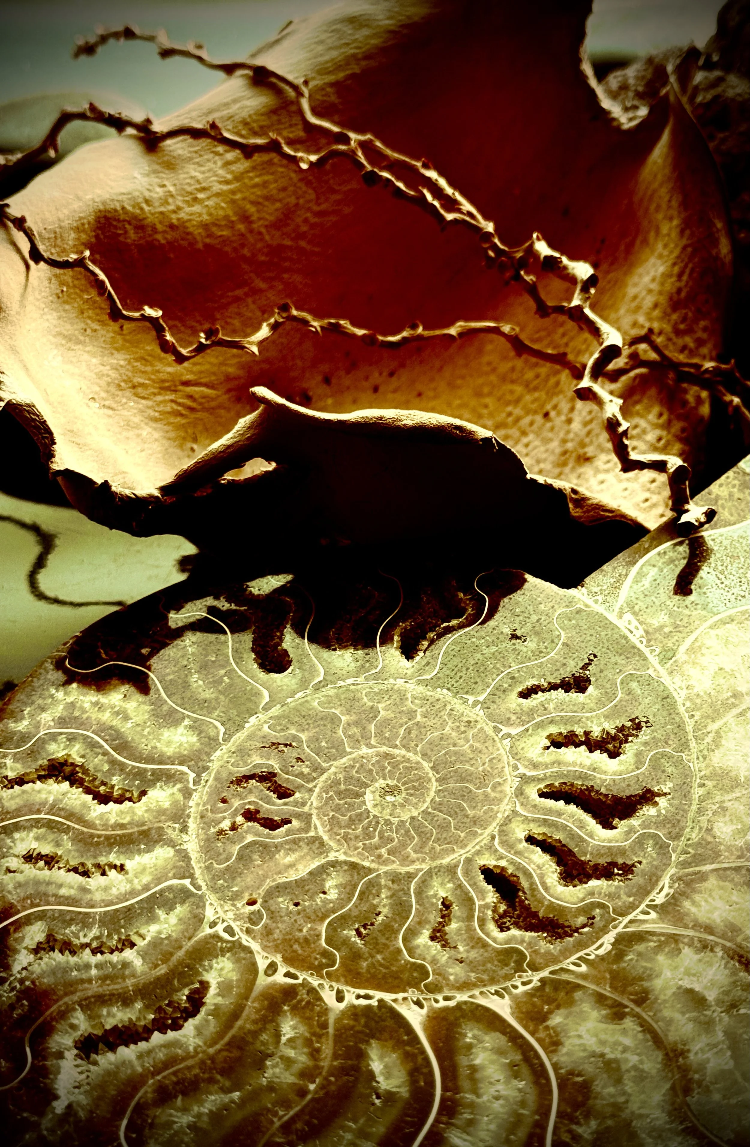 EARTH SERIES #5 FOSSILS - DEIRDRE  MELLIS - POP 2025