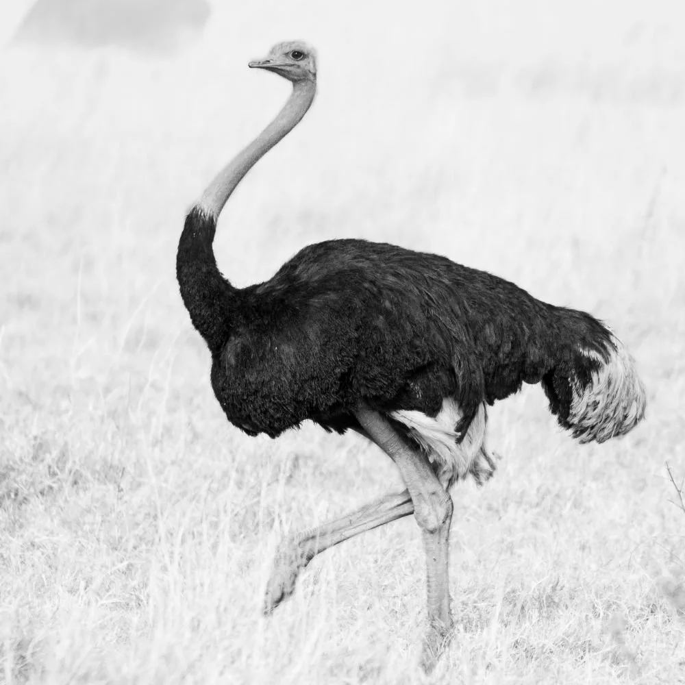 Ostrich.jpg