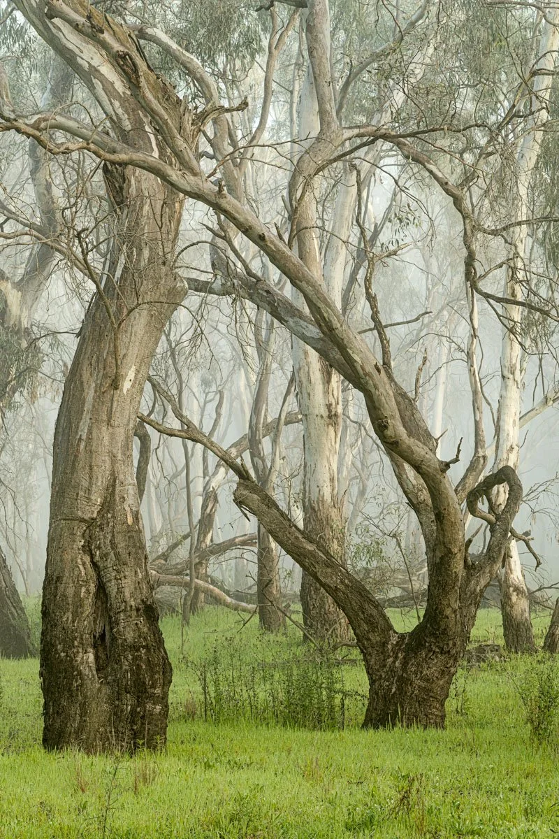 TREES IN THE MOONLIGHT - GREG FARMER - PRINT
