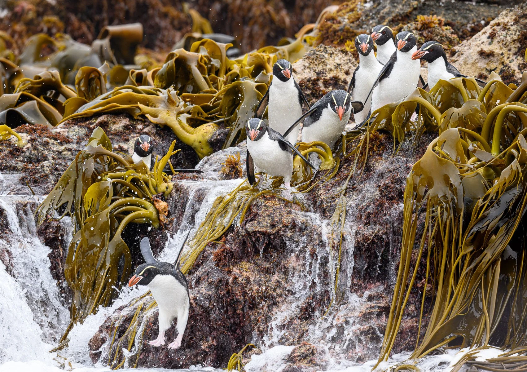 JUMP2 - GRAHAM CAM - DIGITAL