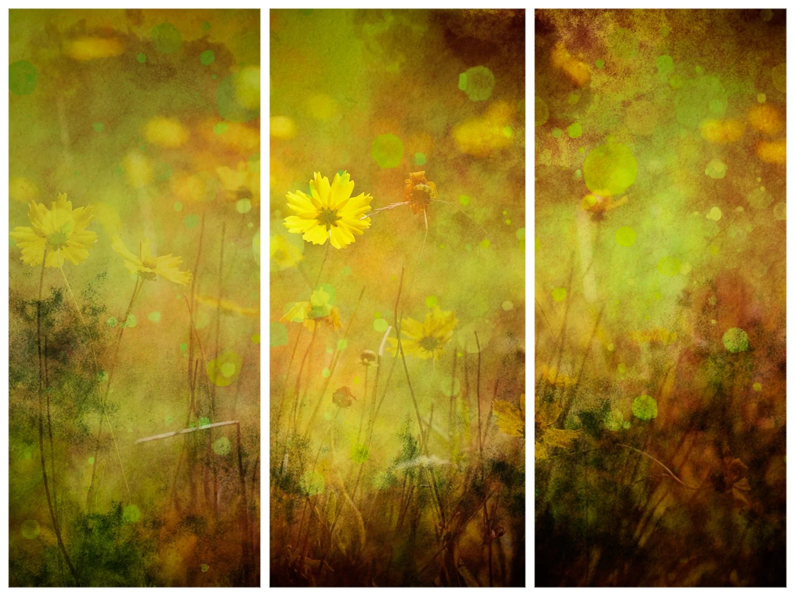 COREOPSIS SUMMER BLUE MTNS - JULS MCWHIRTER - DIGITAL