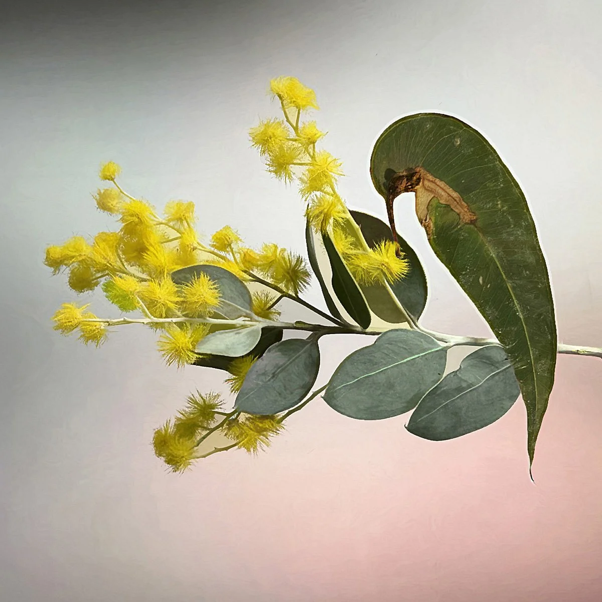 WATTLE BIRD - ROBYN COOK -PRINT 
