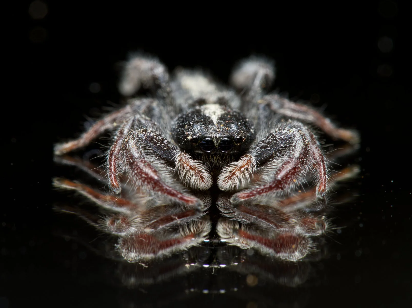 OCRISIONA REFLECTED - HOLLY KENT - DIGITAL