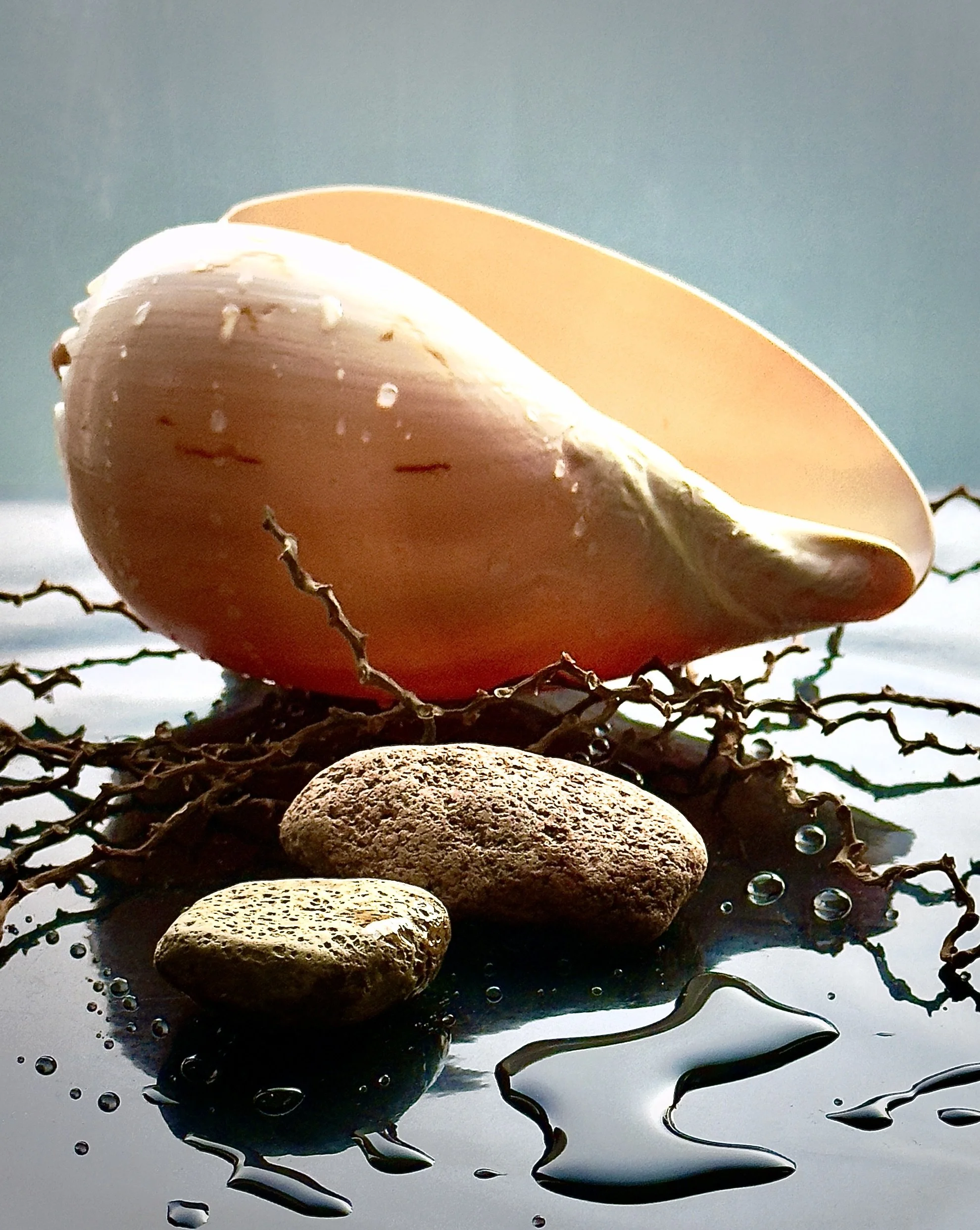 EARTH SERIES #NO4 SHELL ON BEACH WITH ROCKS - DEIRDRE  MELLIS - POP 2025