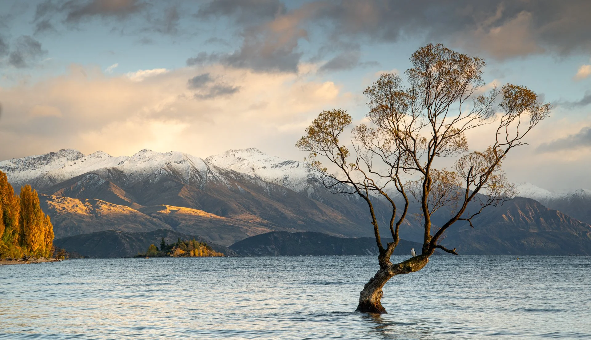 WANAKA TREE - NEIL ATWOOD - DIGITAL 
