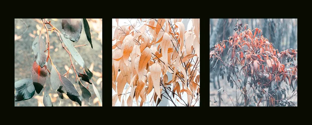 FIRE SEASON - KIM TOOLIN