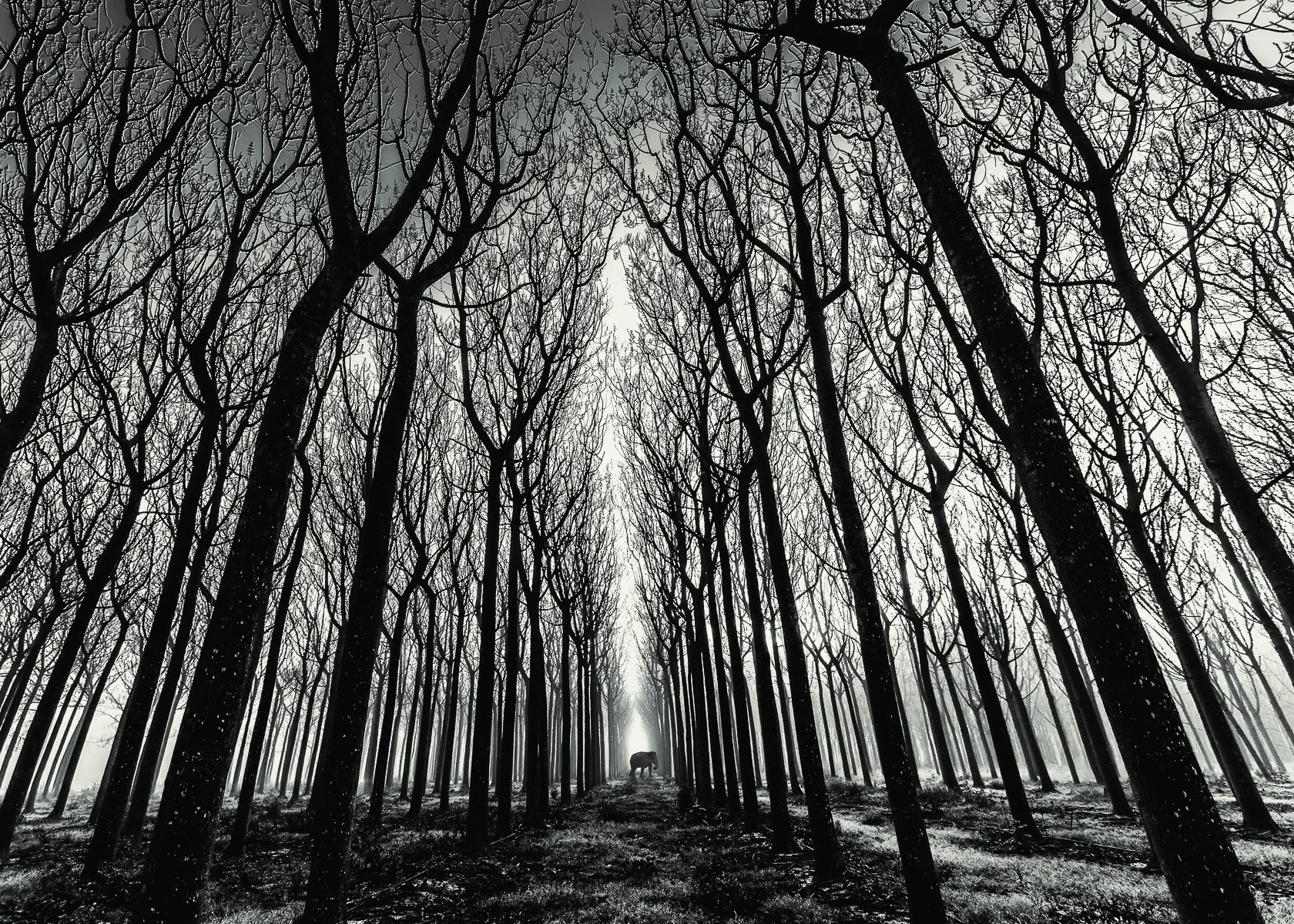 THE ELEPHANT - VITO RICAPITO - PRINT