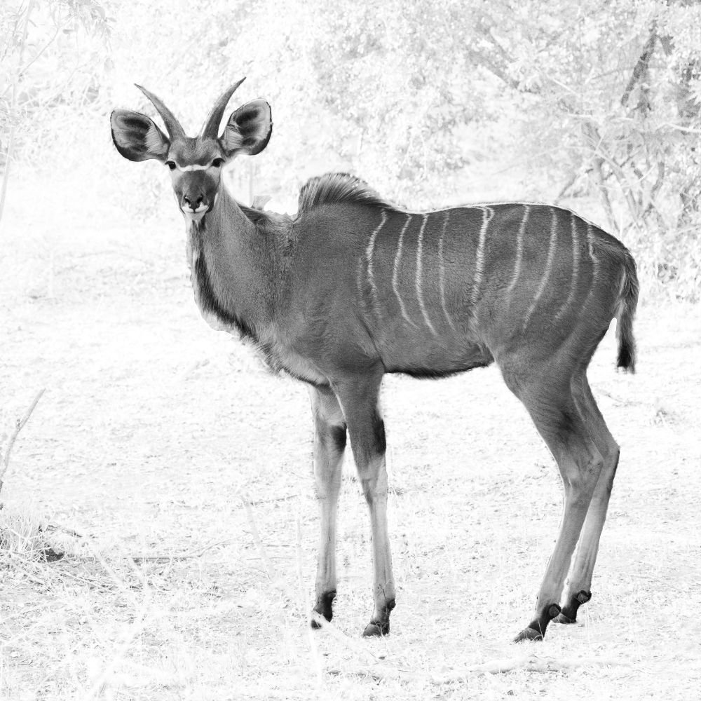 Kudu.jpg