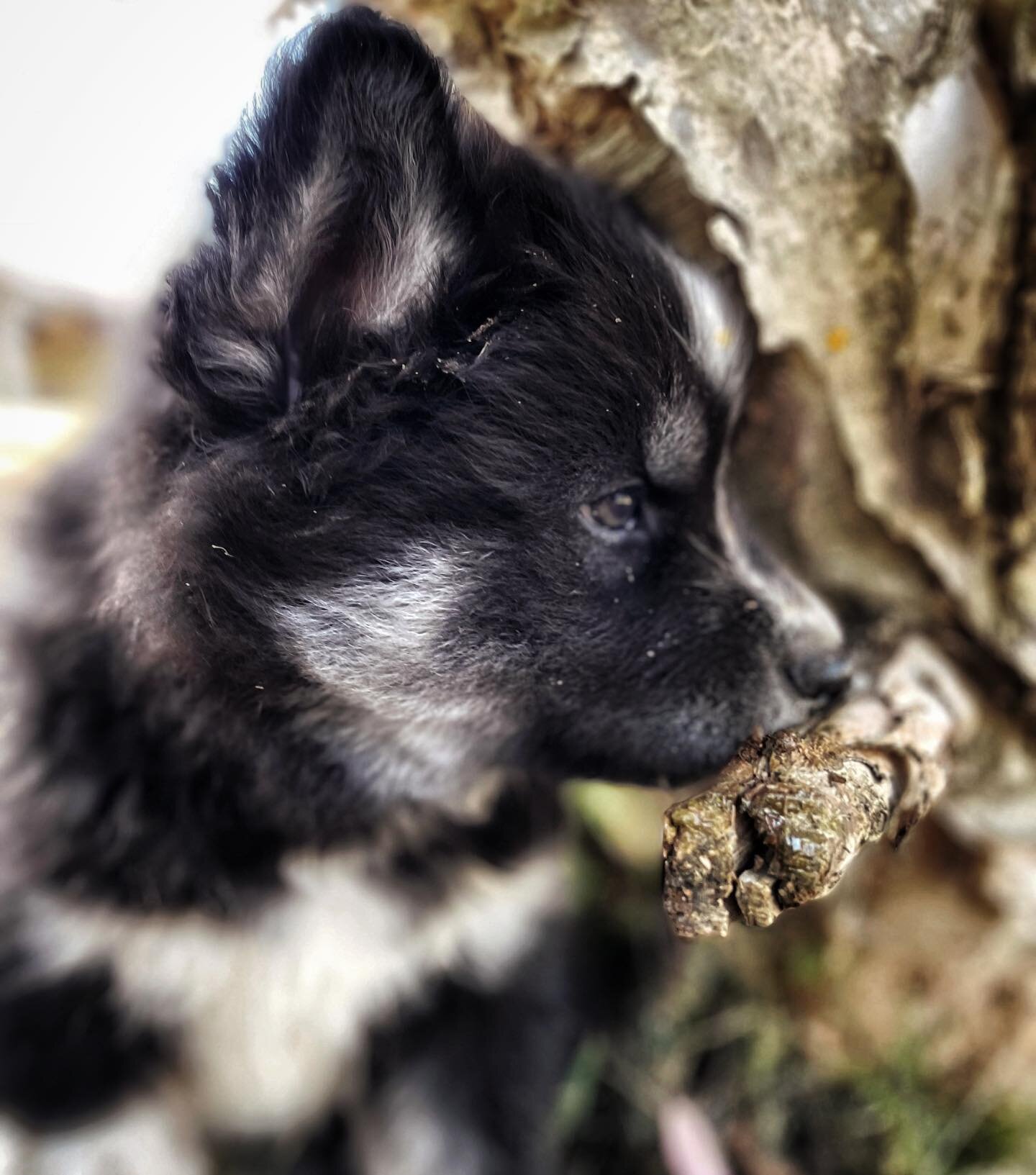 🐺
First take of bark!
.
Tikaani Fable Nox

Tully x Grimm the Wolf
Fable Litter
Born 2 November 2022

📷 www.tikaaniwolfalikes.com

#tikaaniwolfalikes #wolflookalike #wolfalike #australianwolfalike #puppiesofaustralia #australianwolf #malamute #samoy