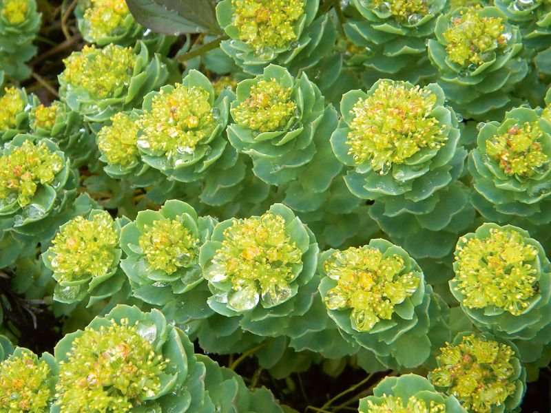 Rhodiola-rosea-3-1.jpeg