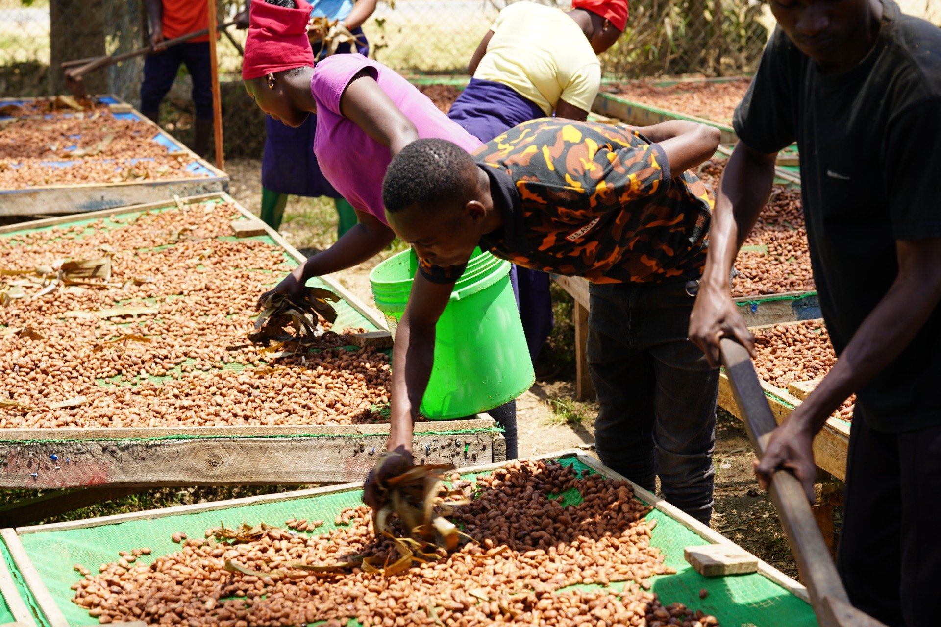 TZ_cacao selecting©Silva Cacao.jpeg