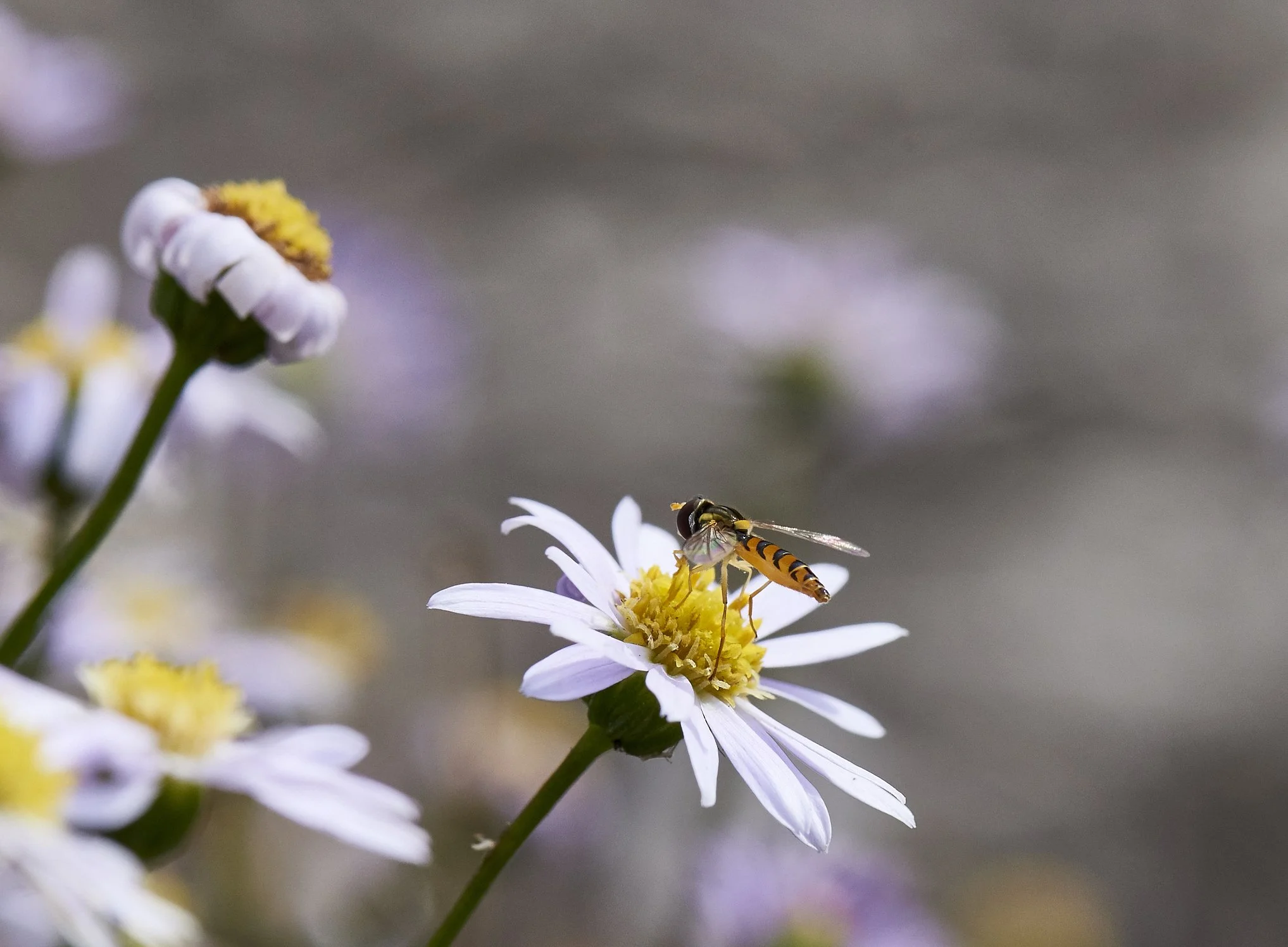 Native Beneficial Insectaries — Agribusiness Yarra Valley