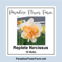 Replete-Narcissus.jpg
