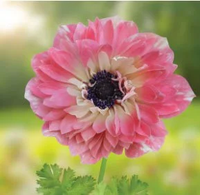 Fullstar Strawberry Anemone Corms