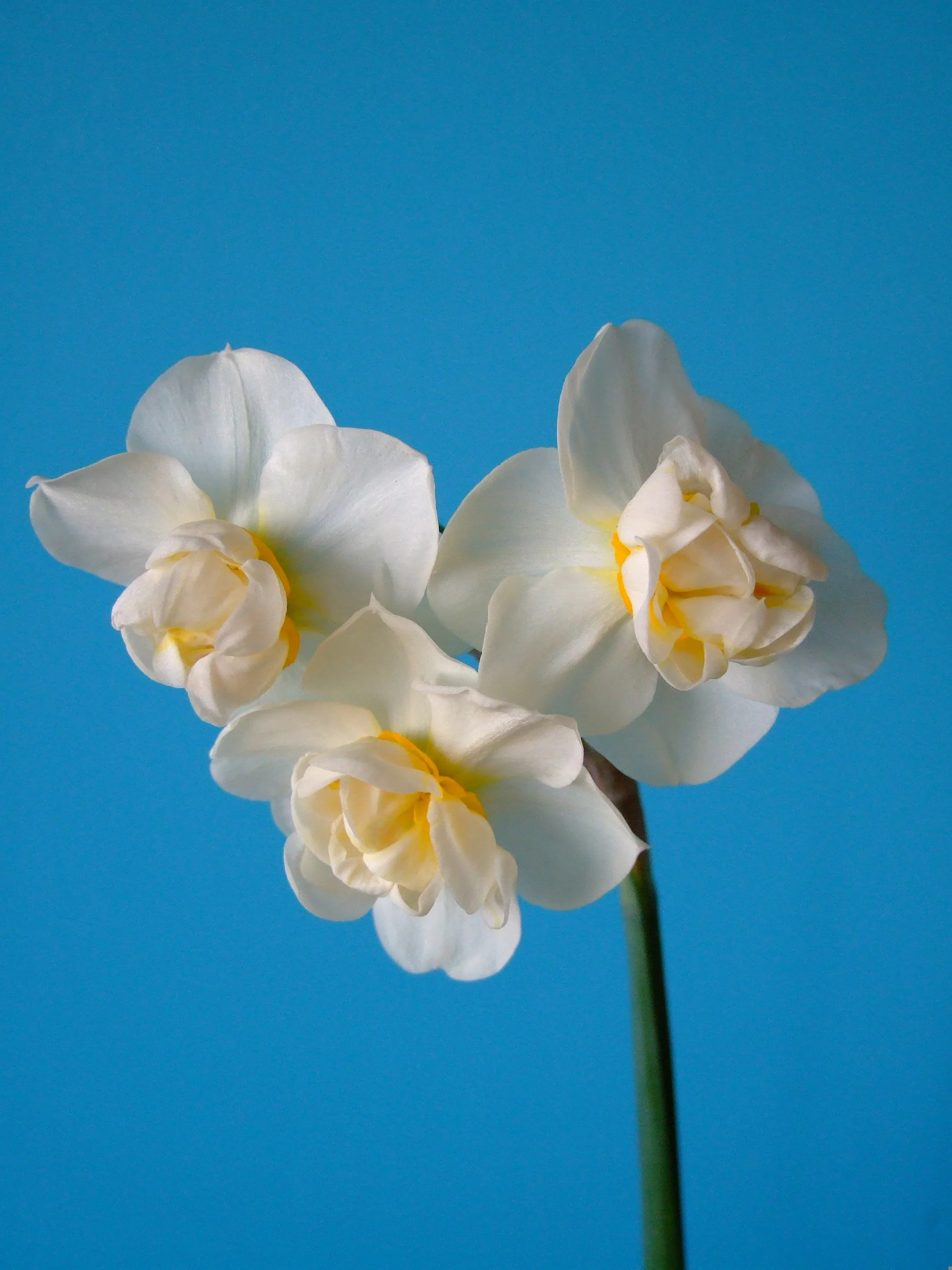 Daffodil Cheerfulness Double 14/16 Bulbs – Premium Flower Bulbs