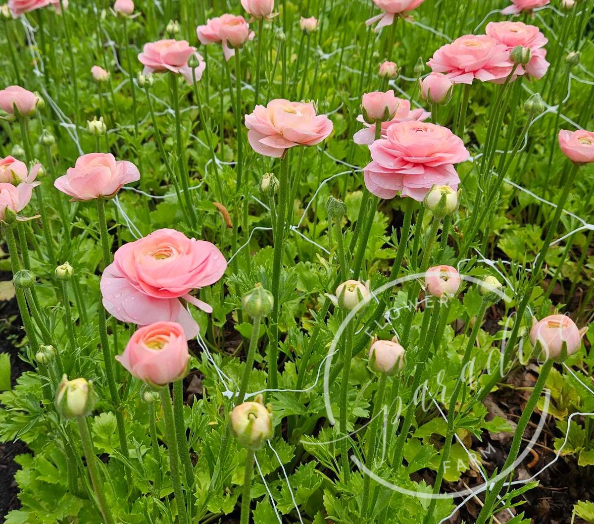 Amandine Pastel Pink Ranunculus Corms – XL 5/6+ Premium Cut Flower Corms