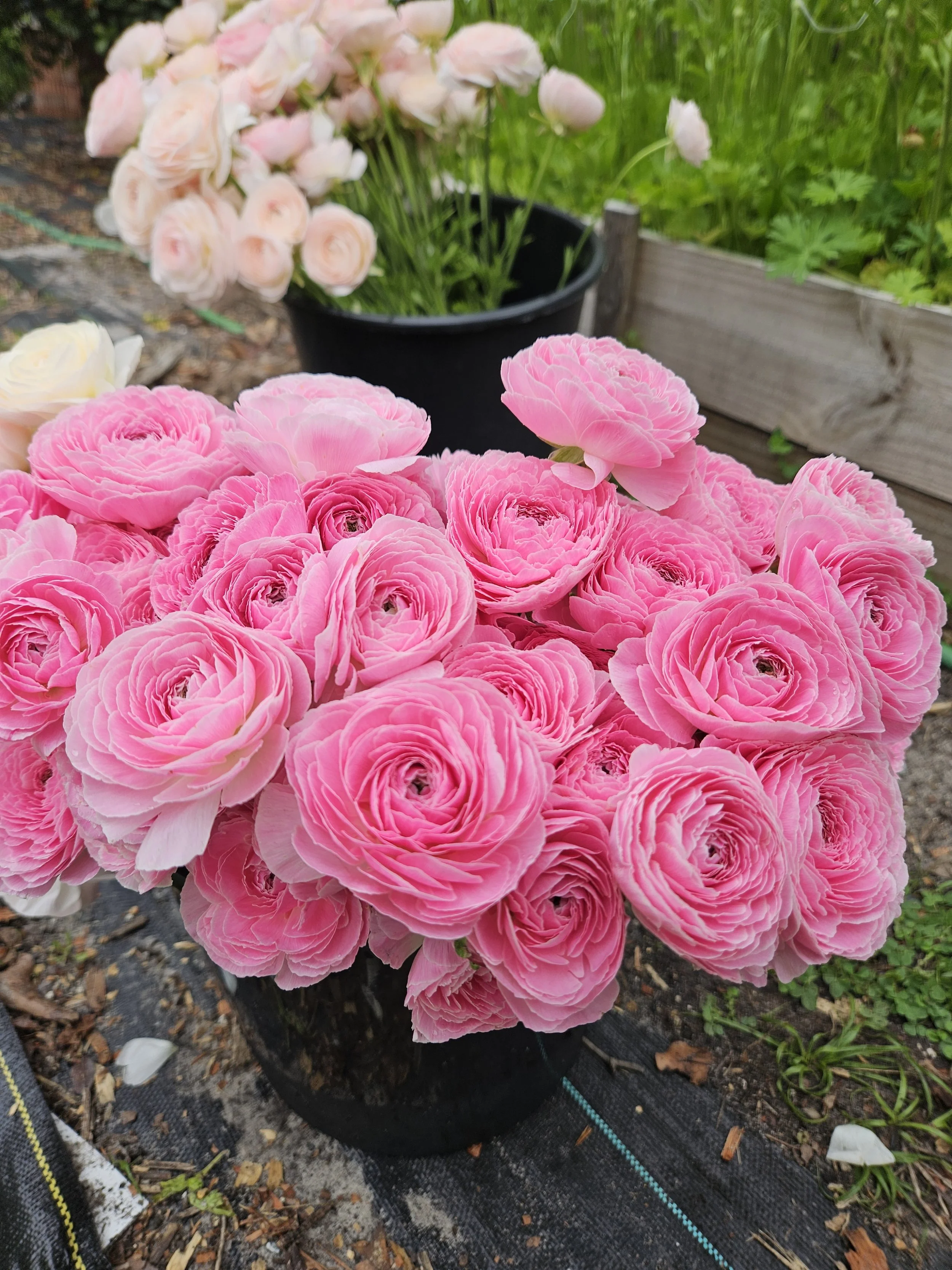 half clone marshmallow ranunculus.jpg