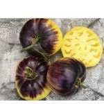 Sart Roloise Tomato Plant