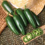 Jedi Jalapeno Pepper Plant