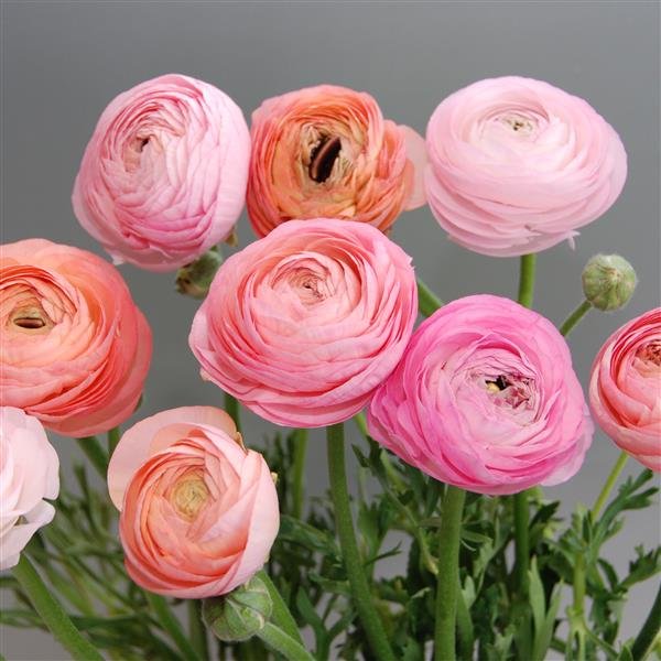 Ranunculus Amandine pastel mix.jpg