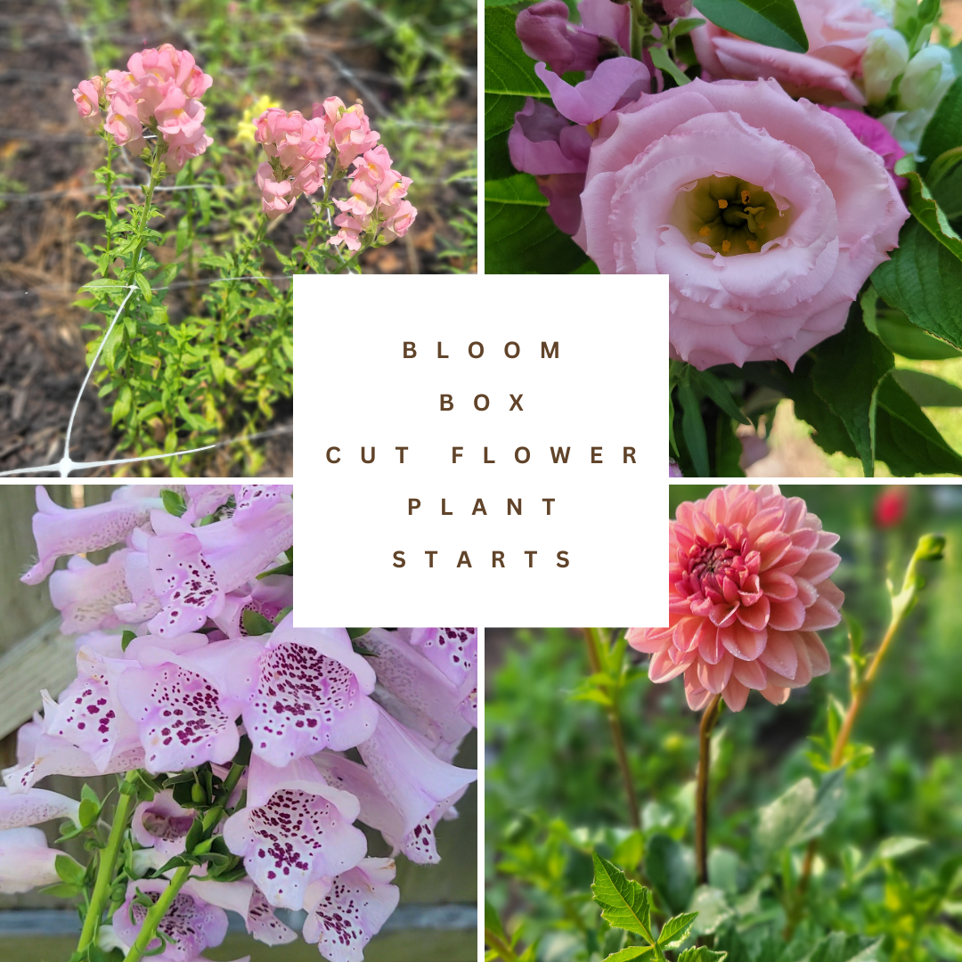 Bloom Box - 18 Cut Flower Plant Starts