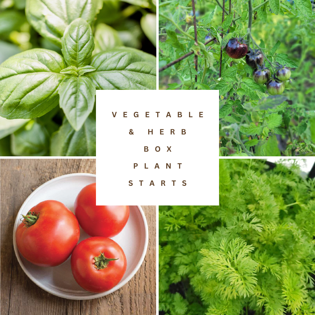 Veggie and Herb Box -  18 Plant Starts