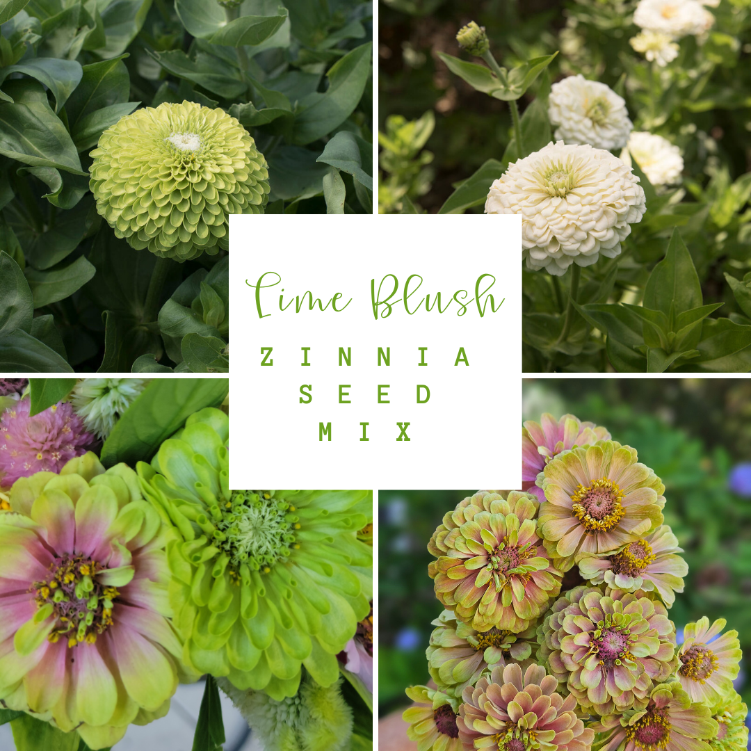 Lime Blush Zinnia Seed Mix