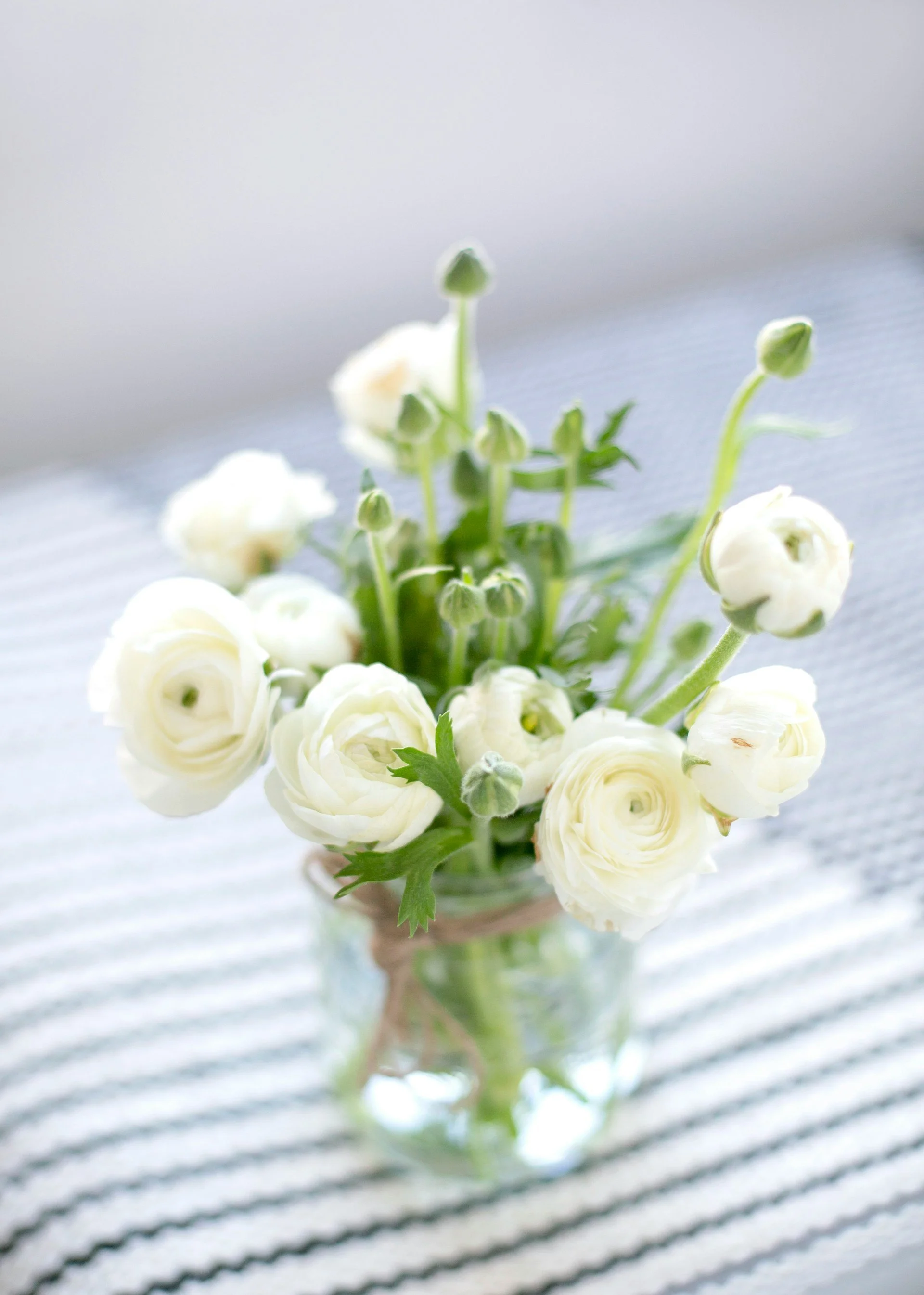 Amandine White Ranunculus Corms – XL 5/6+ Premium Cut Flower Corms