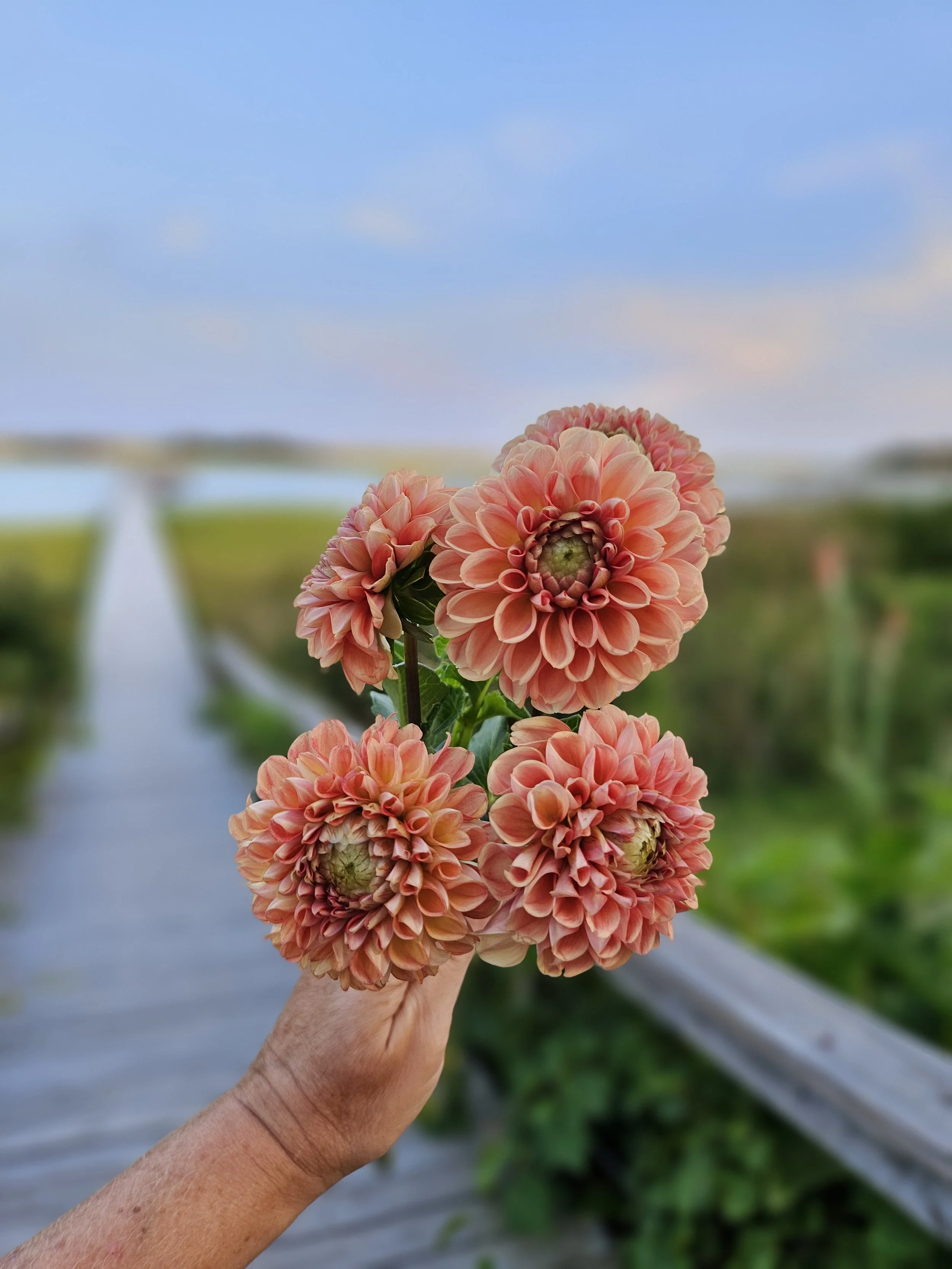 Cornel Bronze Dahlia Rooted Cutting
