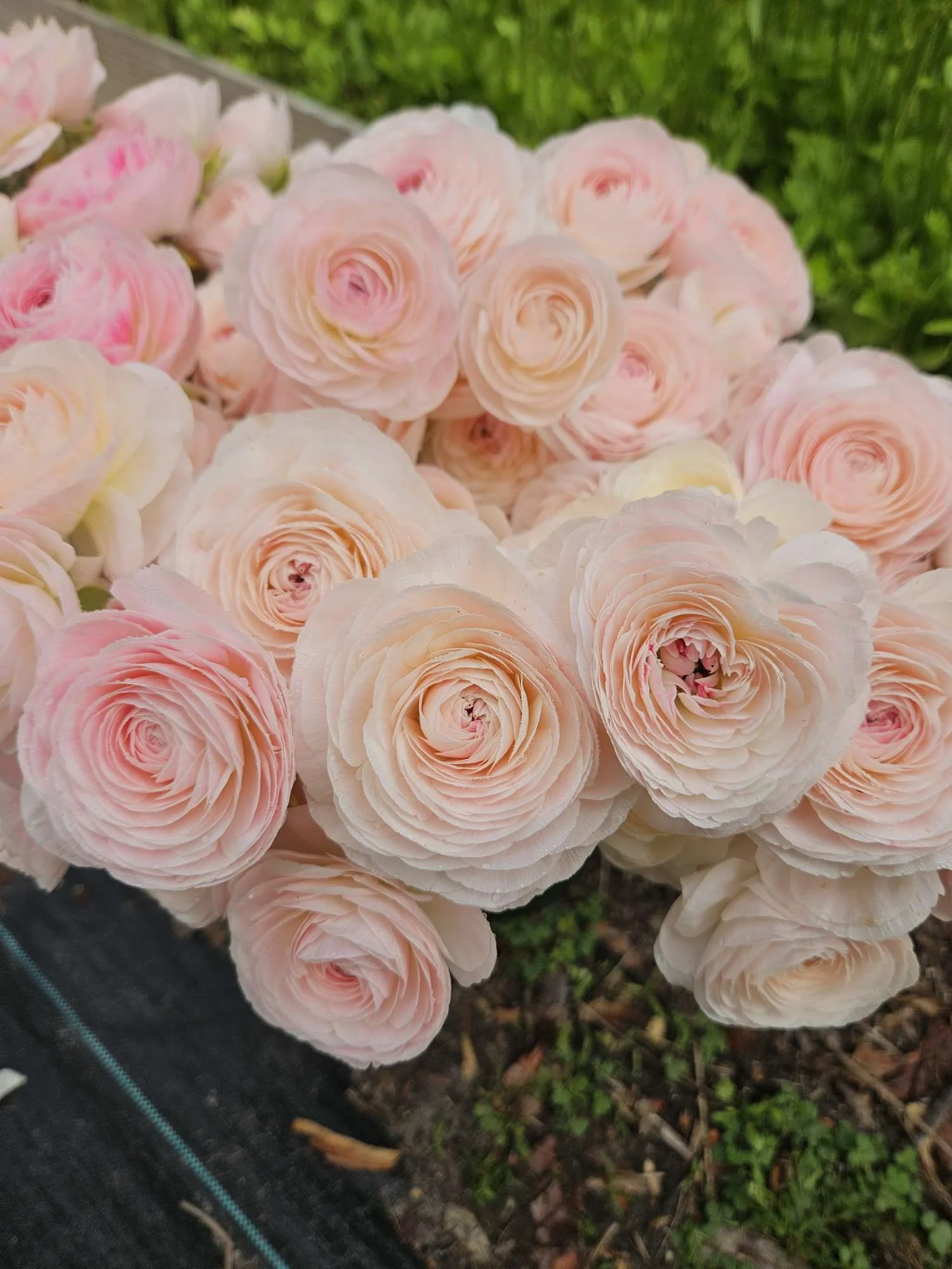 many colors of ranunculus grown for Wilmington NC florists