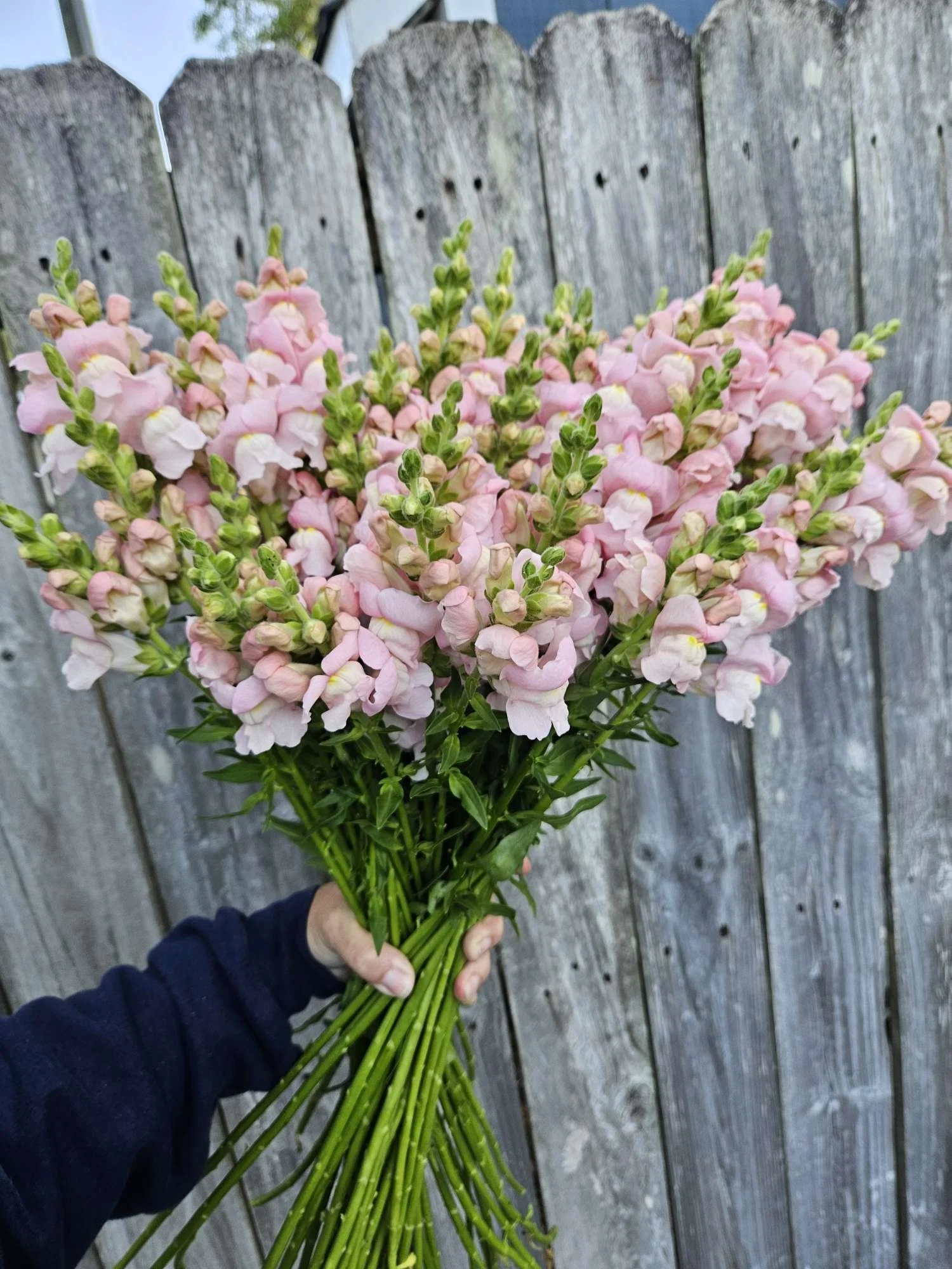 pale pink snapdragons wholesale flowers Wilmington NC