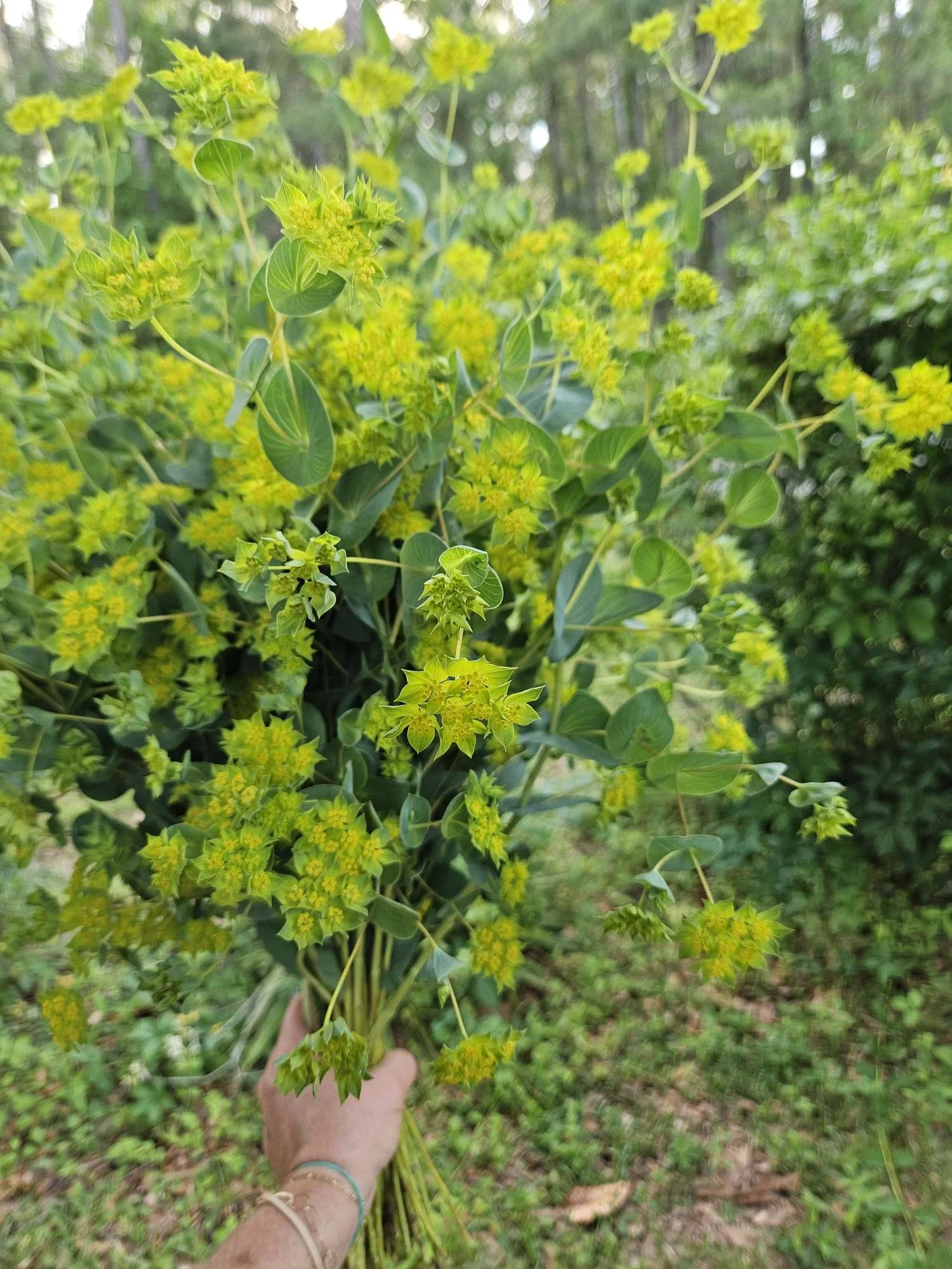 A woman holding a large bouquet of green plants with small greenish-yellow flowers outdoors in a wooded area.