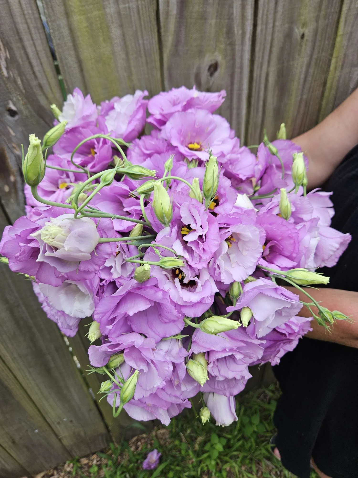 bouquet of lavender colored lisianthus flowers