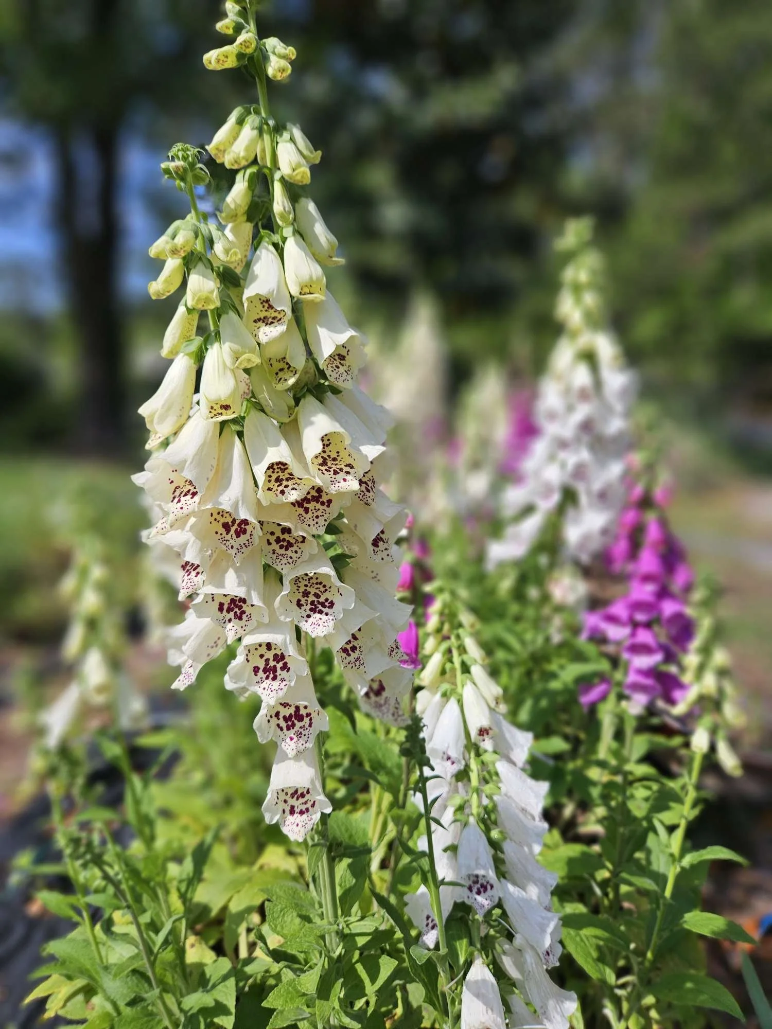 Close-up of tall white foxglove flowers with purple spots on the petals, growing outdoors with a blurred background of green trees and pink flowers.