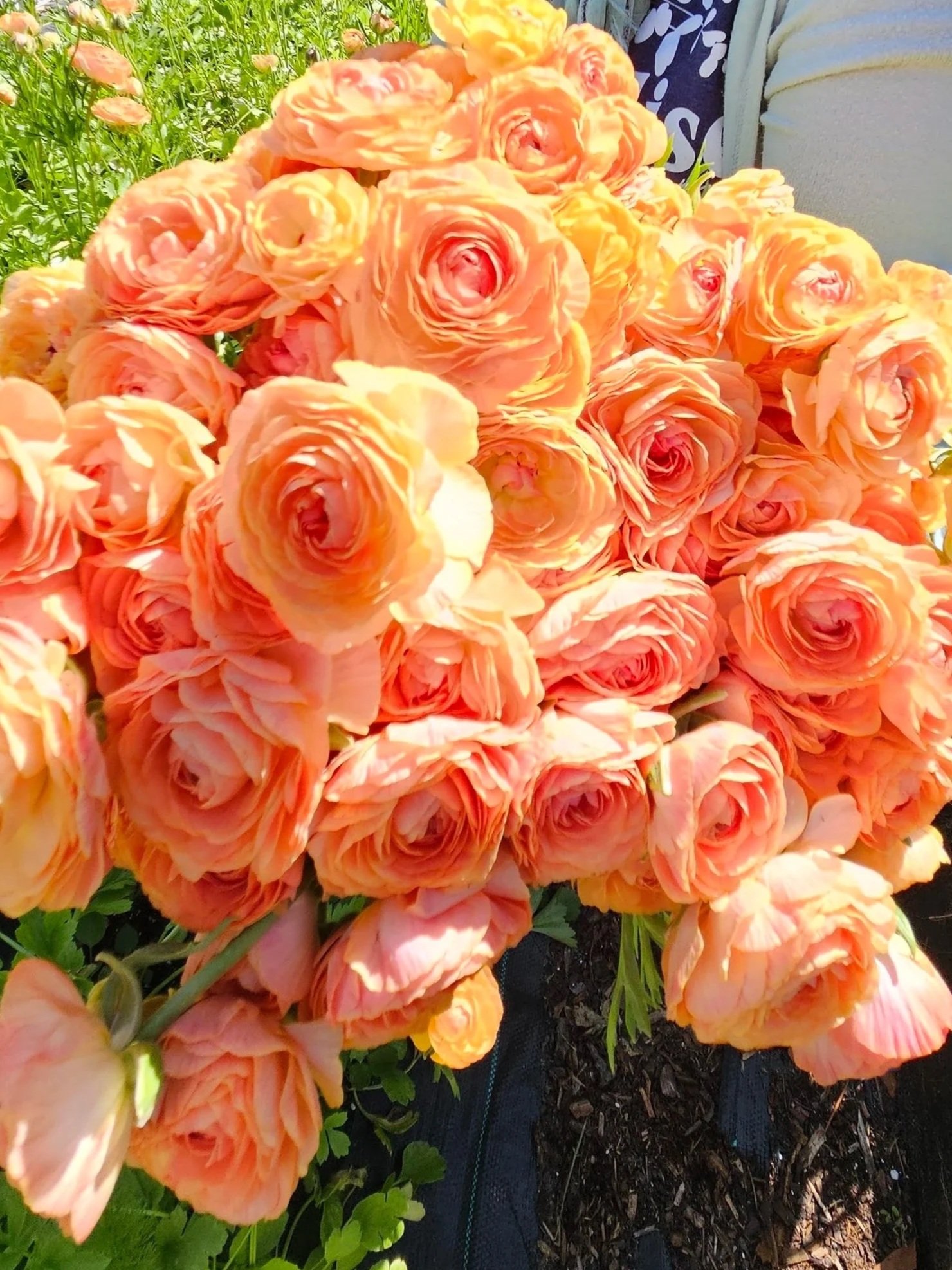Paradise+Flower+Farm+Ranunculus.jpg