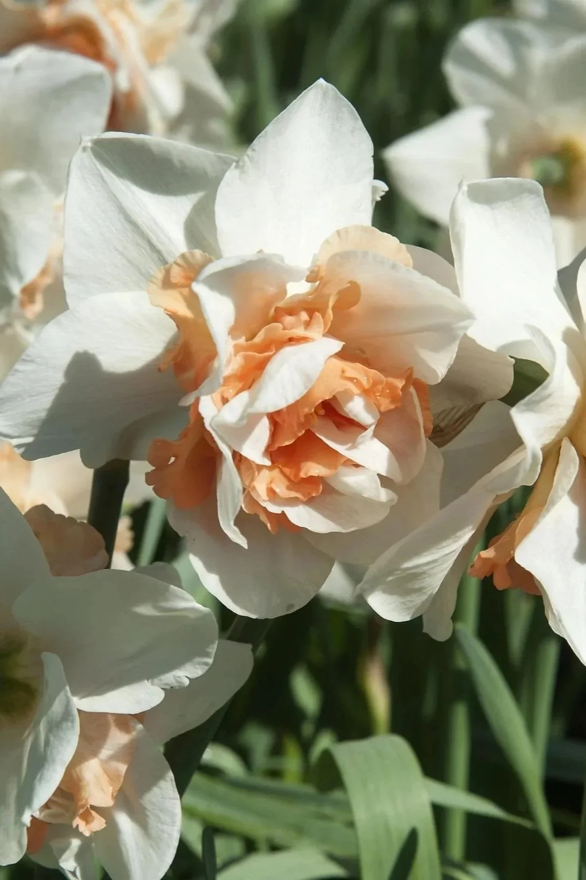 DAFFODIL%2BREPLETE_Bloom_Bloom.jpg