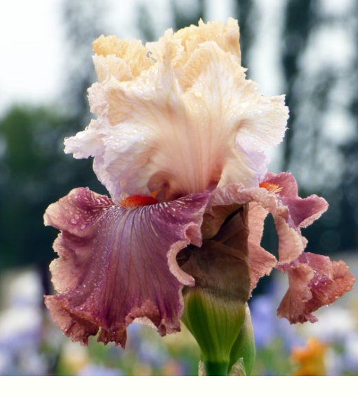 Bearded Iris Champagne & Strawberries – Premium Flower Rhizome