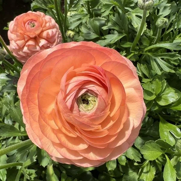 Half Clone Tango Ranunculus  Corms 10 or 20 Corms