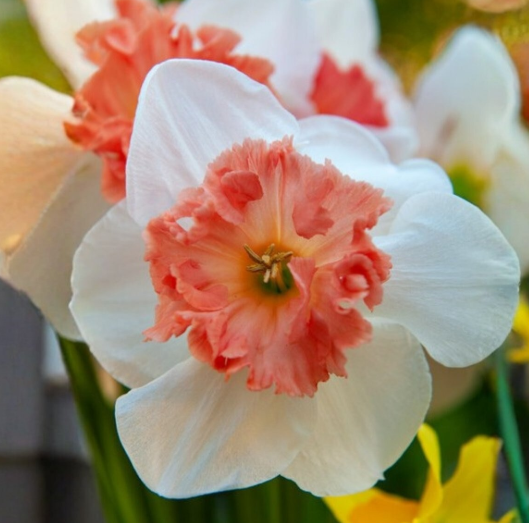 Daffodil Large Cup Precocious 14/16 Bulbs – Premium Flower Bulbs