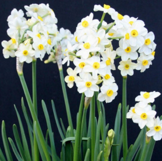 Paperwhite Wintersun Jumbo 17/18 Bulbs – Premium Flower Bulbs