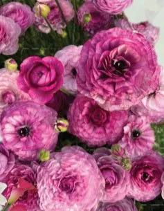 purple-jean-ranunculus.jpg