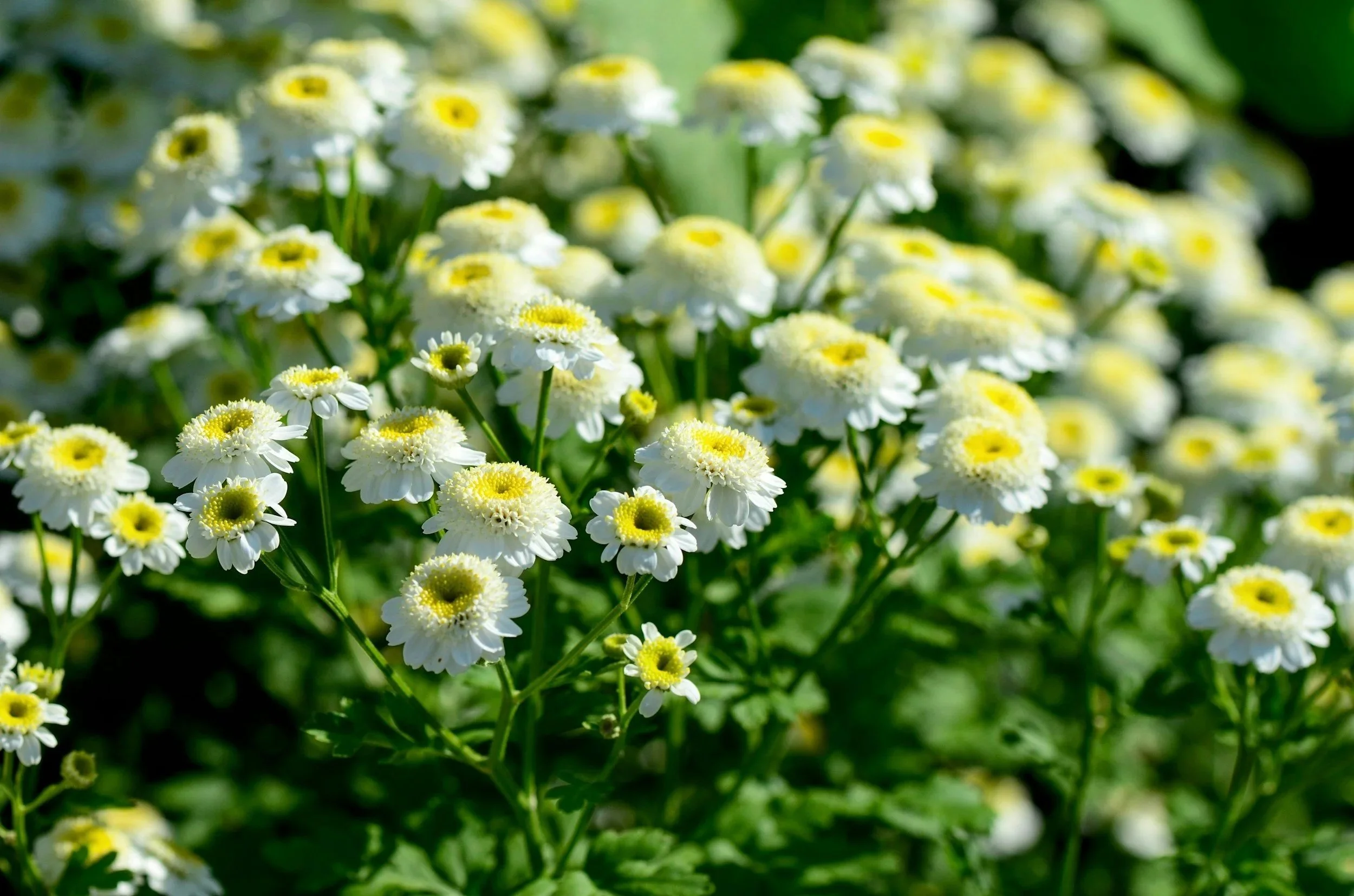 feverfew for Wilmington floral designers